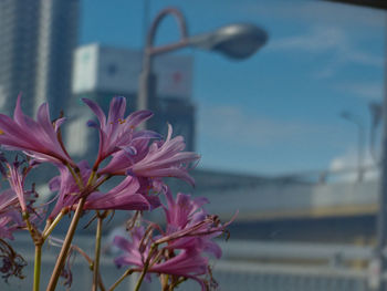 Close-up of pink flowering plant against sky