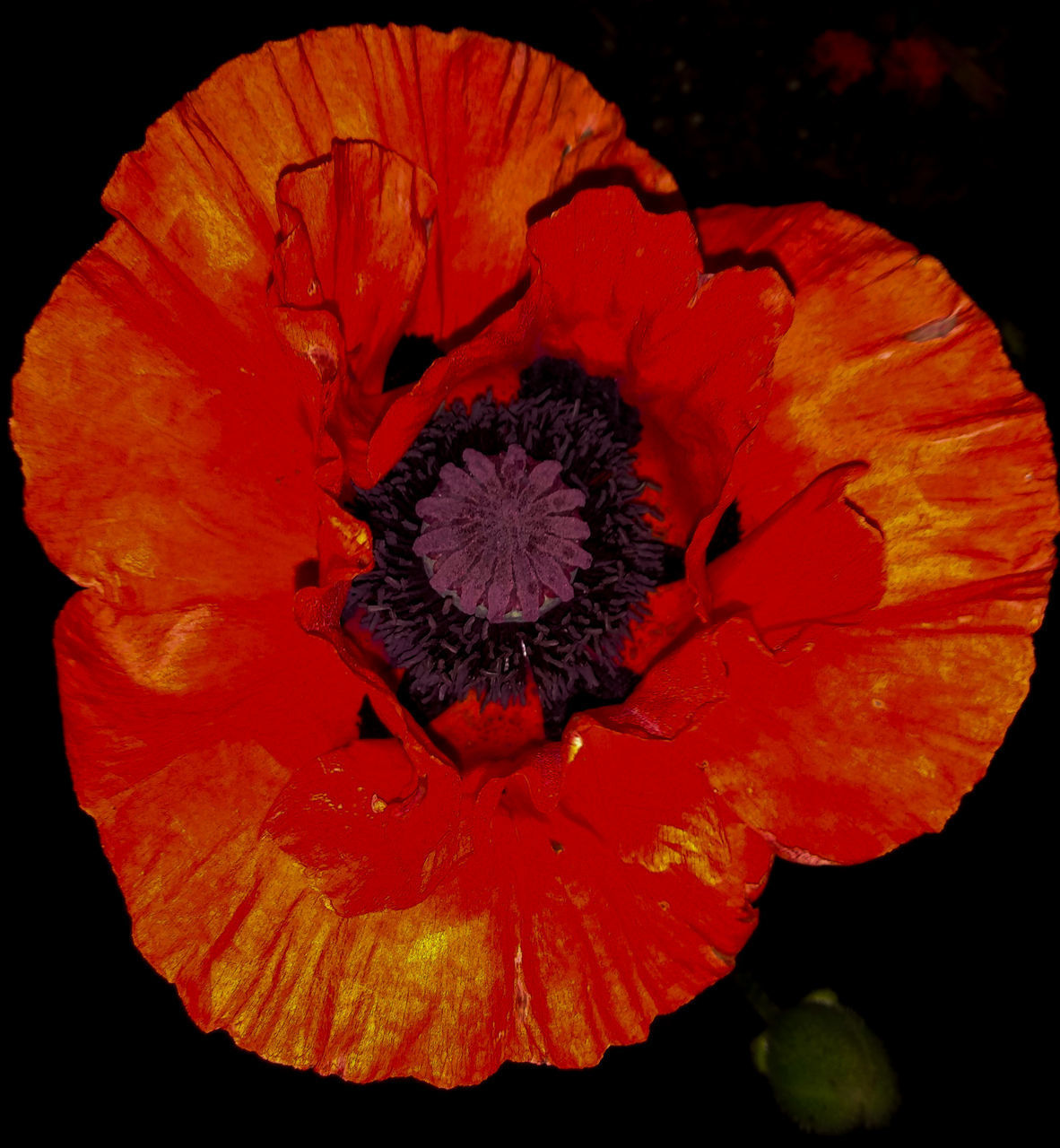 CLOSE-UP OF RED POPPY IN ORANGE FLOWER