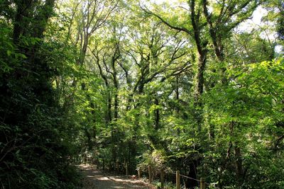 Trees in forest