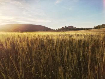 Wheat field against sky