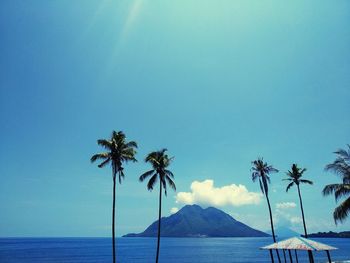 Palm trees on beach against blue sky