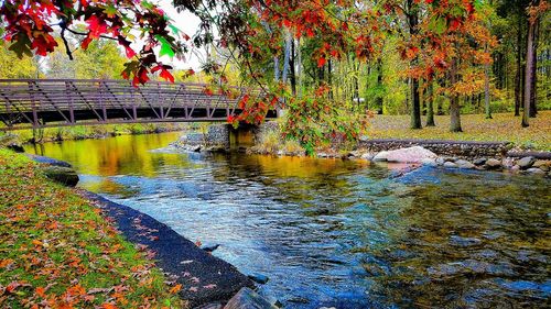 Full frame shot of multi colored trees in water