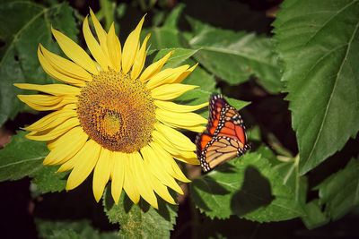 Close-up of butterfly on yellow flower