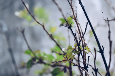 Low angle view of plant against sky