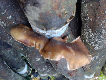 High angle view of shell on rock