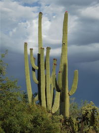 Cactus growing on field against sky