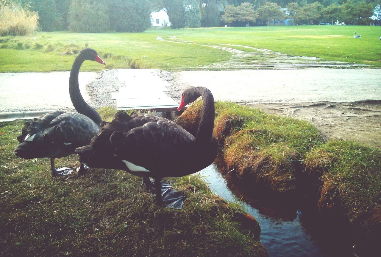 grass, water, green color, bird, animal themes, nature, reflection, field, day, plant, outdoors, sunlight, lake, pond, tranquility, grassy, wildlife, one animal, no people, high angle view