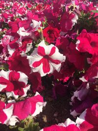 Red flowers blooming in bloom