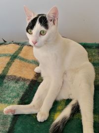 Portrait of cat relaxing on floor