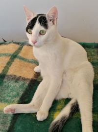 Portrait of cat relaxing on floor
