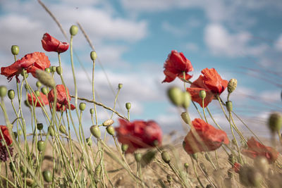 Close-up of red flowering plants on field against sky