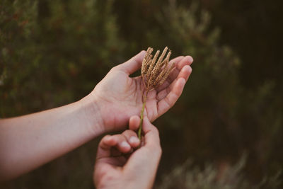 Close-up of hands holding flower