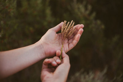 Close-up of hand holding plant