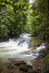 Scenic view of waterfall in forest