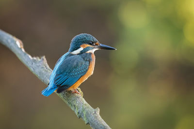 Close-up of bird perching on a branch