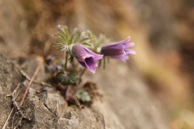 Close-up of purple flowering plant