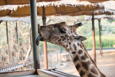 Close-up of giraffe