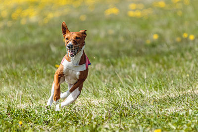 Basenji dog running in red jacket on coursing field at competition in summer