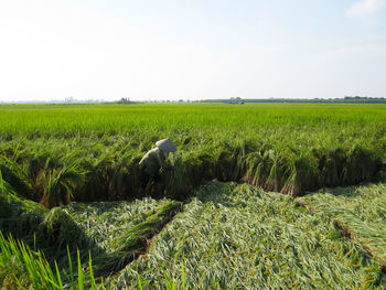 Scenic view of agricultural field against sky