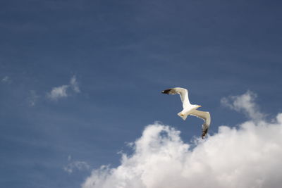 Low angle view of seagull flying in sky