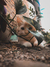 Close-up portrait of animal relaxing outdoors