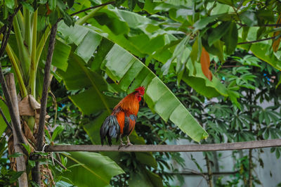 Bird perching on a plant