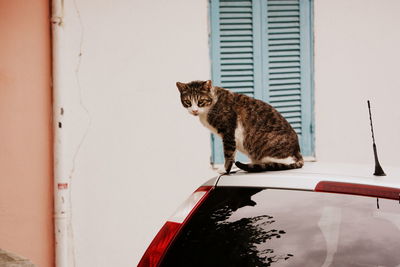 Stray cat on a car