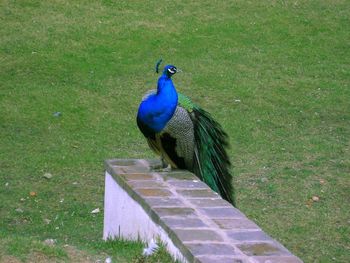 High angle view of peacock