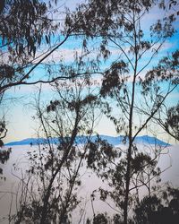 Scenic view of trees against sky