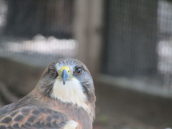 Close-up portrait of an animal