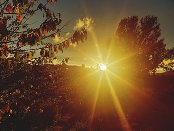 Sunlight streaming through trees on field against sky at sunset