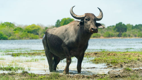 Buffalo standing on field