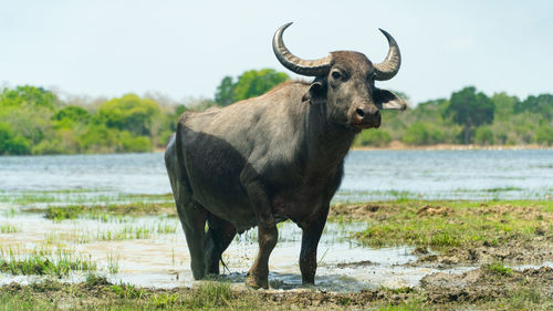 Buffalo in the national park of sri lanka.