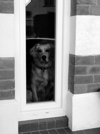 Portrait of dog looking through window