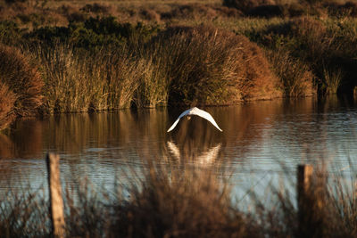 Bird flying over lake