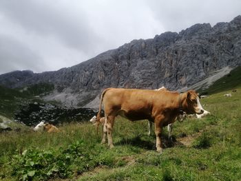 Cows in a field