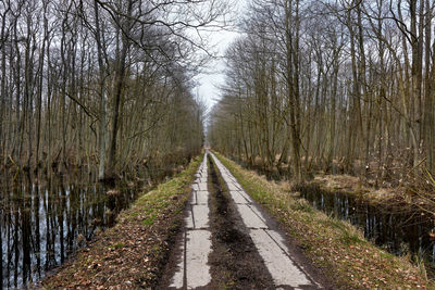 Road amidst trees in forest