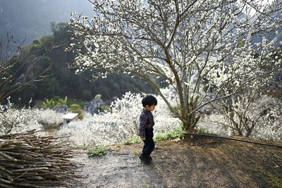Side view of a boy standing by trees against plants. plum blossoms