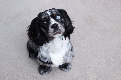 High angle portrait of dog sitting