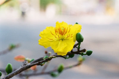 Close-up of yellow flowers