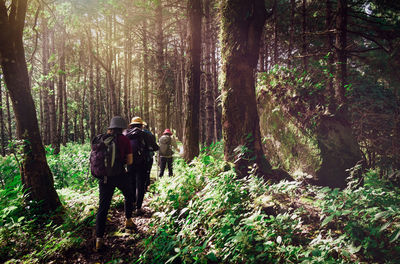 Rear view of people walking amidst trees in forest