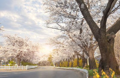 Trees in park during autumn