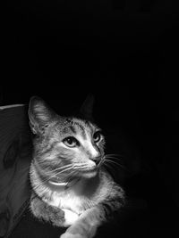 Close-up of tabby cat against black background