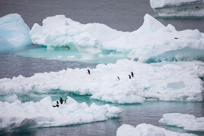 Penguins perching on frozen sea