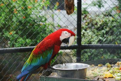 Close-up of red parrot