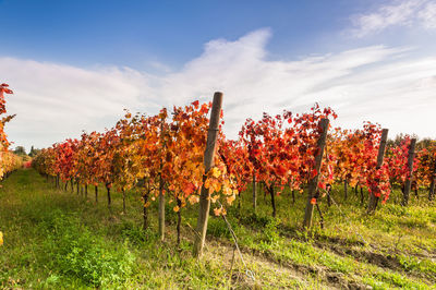 Scenic view of vineyard against sky