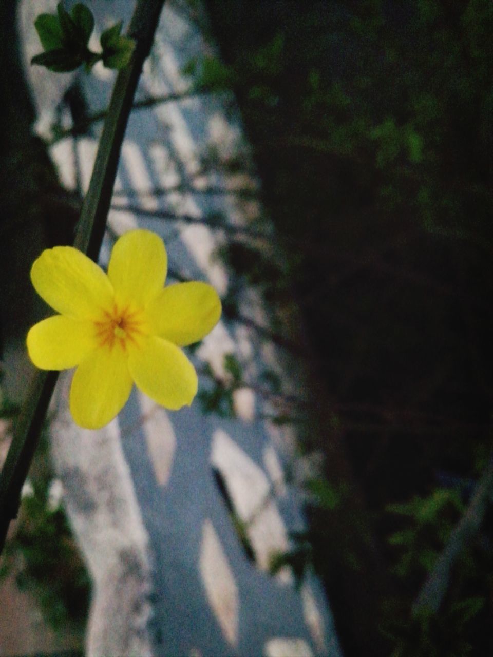 flower, petal, freshness, fragility, flower head, yellow, growth, beauty in nature, blooming, close-up, nature, plant, focus on foreground, in bloom, stem, blossom, springtime, pollen, outdoors, stamen