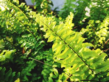 Close-up of fern leaves on tree