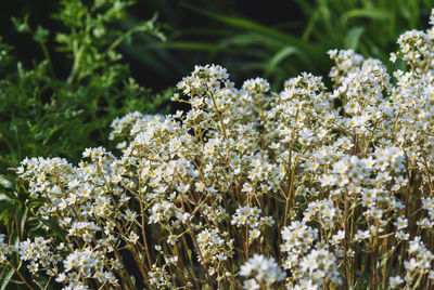 Close-up of white flowering plant