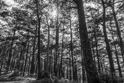 Low angle view of trees in forest